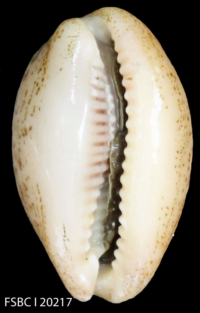 Atlantic Gray Cowrie