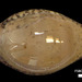 Atlantic Grey Cowry - Photo (c) FWC Fish and Wildlife Research Institute, some rights reserved (CC BY-NC-ND)