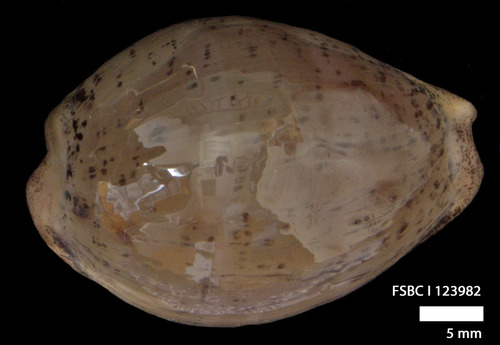 Atlantic Grey Cowry