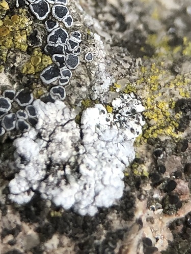 Diplotomma murorum