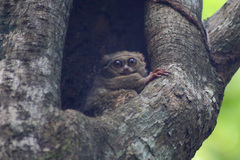 Tarsius spectrumgurskyae