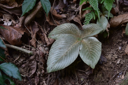 Tetraphyllum