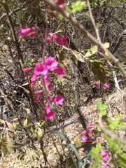 Penstemon parryi