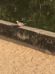 Streptopelia chinensis