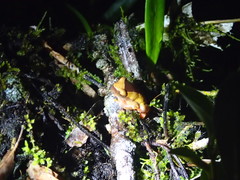 Dendropsophus triangulum