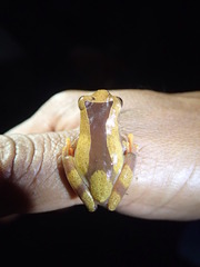 Dendropsophus triangulum