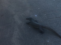 Varanus bengalensis