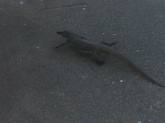 Varanus bengalensis