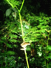 Boana calcarata
