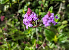 Glandularia lilacina