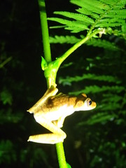Boana calcarata