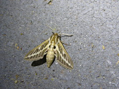 Hyles livornicoides