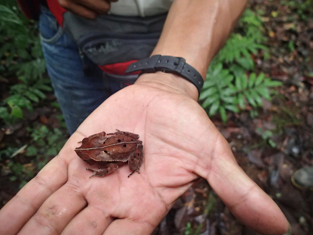 Roque's Toad