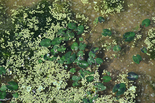 Nymphoides coreana iNat (3)