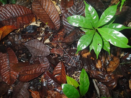 Rhinella roqueana