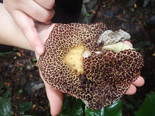Aristolochia cordiflora, photograph 1
