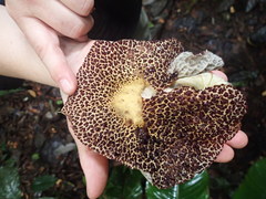 Aristolochia cordiflora