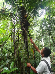 Phytelephas tenuicaulis