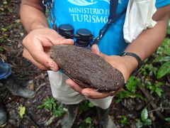 Phytelephas tenuicaulis