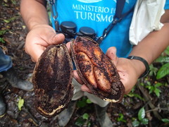 Phytelephas tenuicaulis