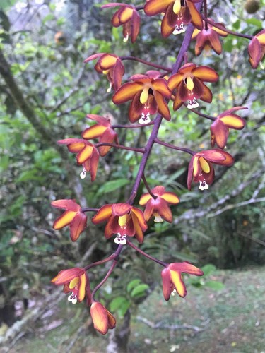 Eriopsis