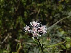 Aristeguietia salvia