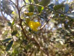 Sophora macrocarpa