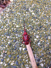 Dicelosternus corallinus