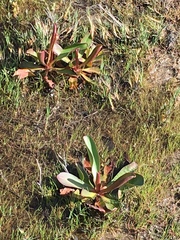 Limonium californicum