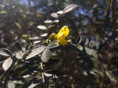 Sophora macrocarpa