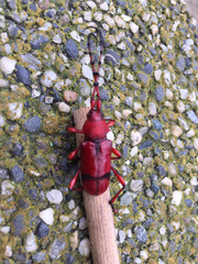 Dicelosternus corallinus