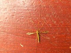 Austrolimnophila argus