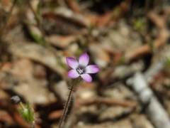 Gilia laciniata