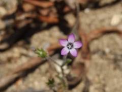 Gilia laciniata