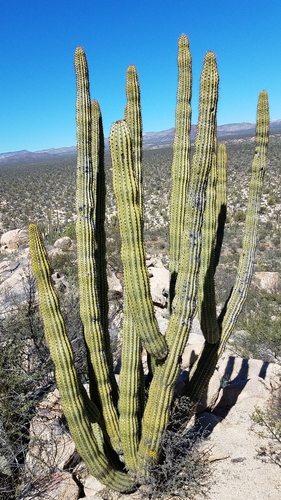 Stenocereus thurberi