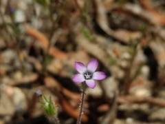 Gilia laciniata