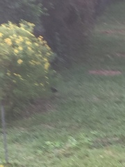 Amaurornis phoenicurus