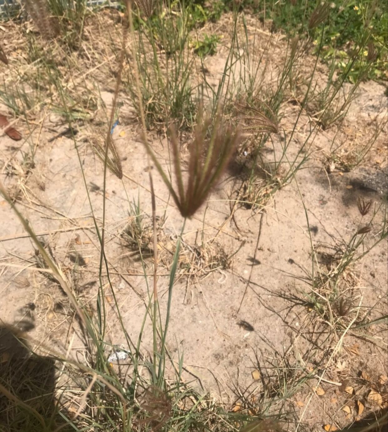 Chloris barbata