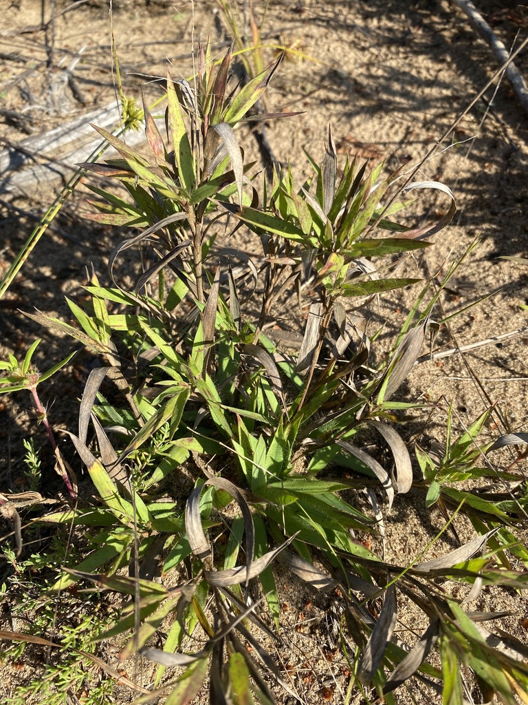 American Witchgrass