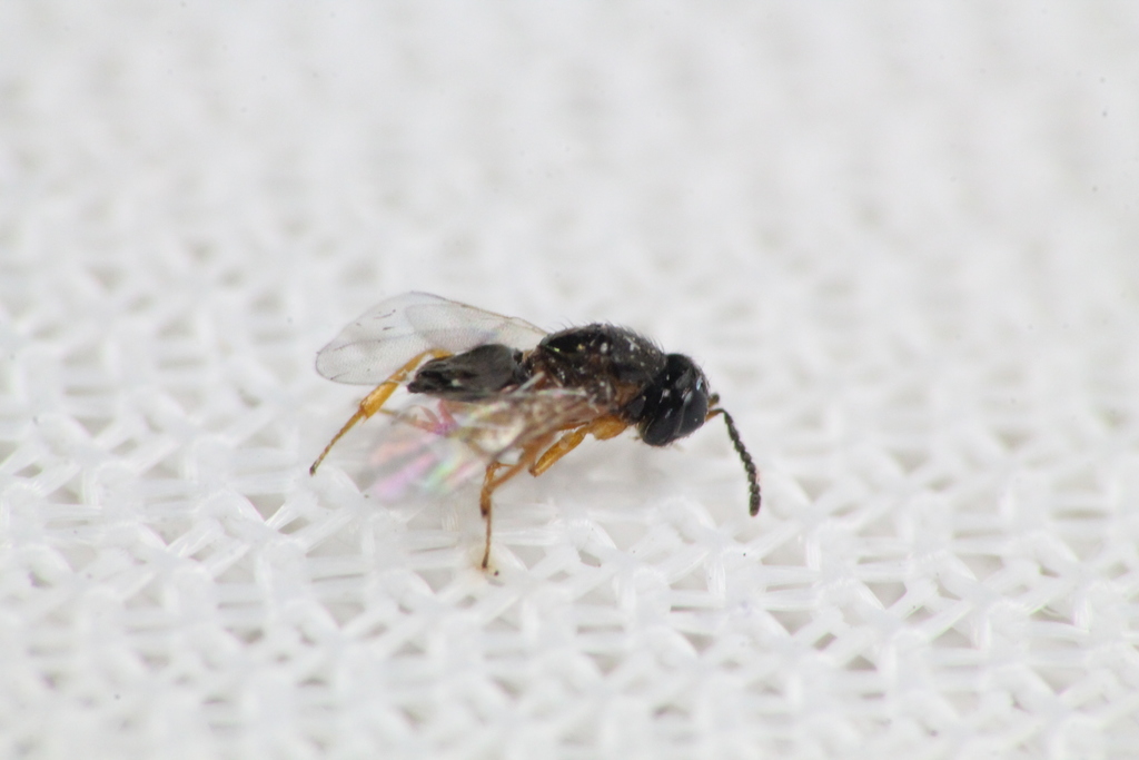 Parasitoid wasp