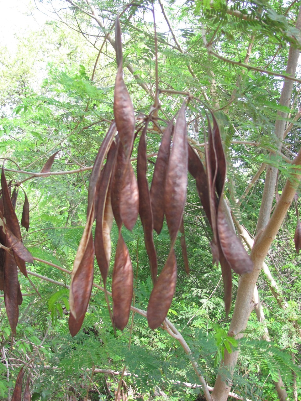 Leucaena pulverulenta
