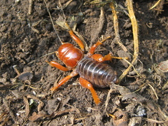 Stenopelmatus talpa