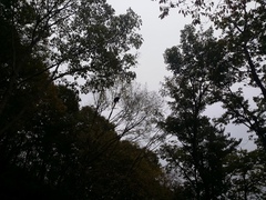 Ursus thibetanus ussuricus