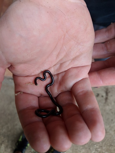 Black Blind Snake