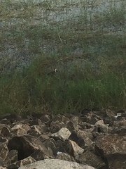 Amaurornis phoenicurus