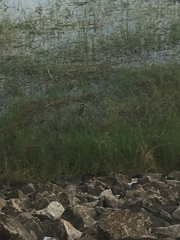 Amaurornis phoenicurus