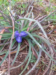 Tradescantia humilis