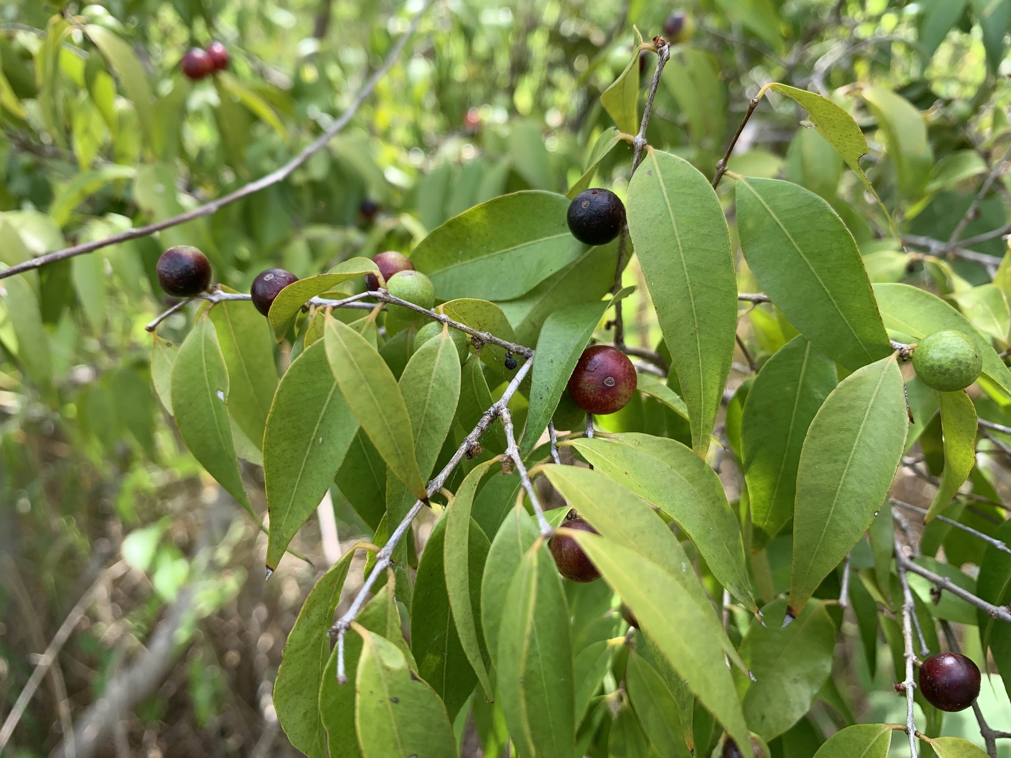 Myrciaria floribunda