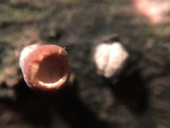 Porodisculus pendulus