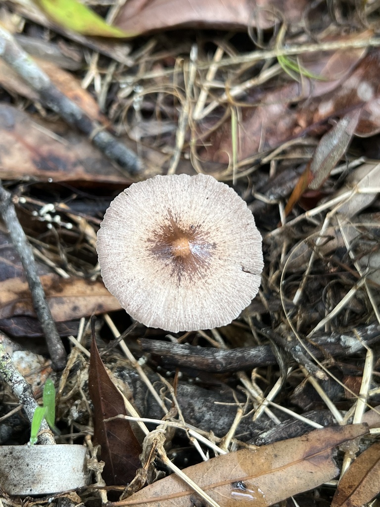 agaricineae-from-rothenbach-park-sarasota-fl-us-on-september-26